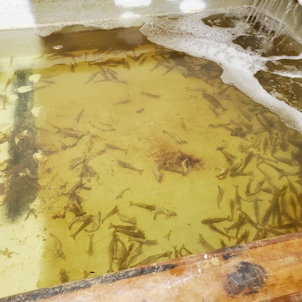 Shrimp Tank